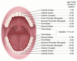 Patient-info - Education - Teeth and Mouth Anatomy - Care 4 Teeth ...